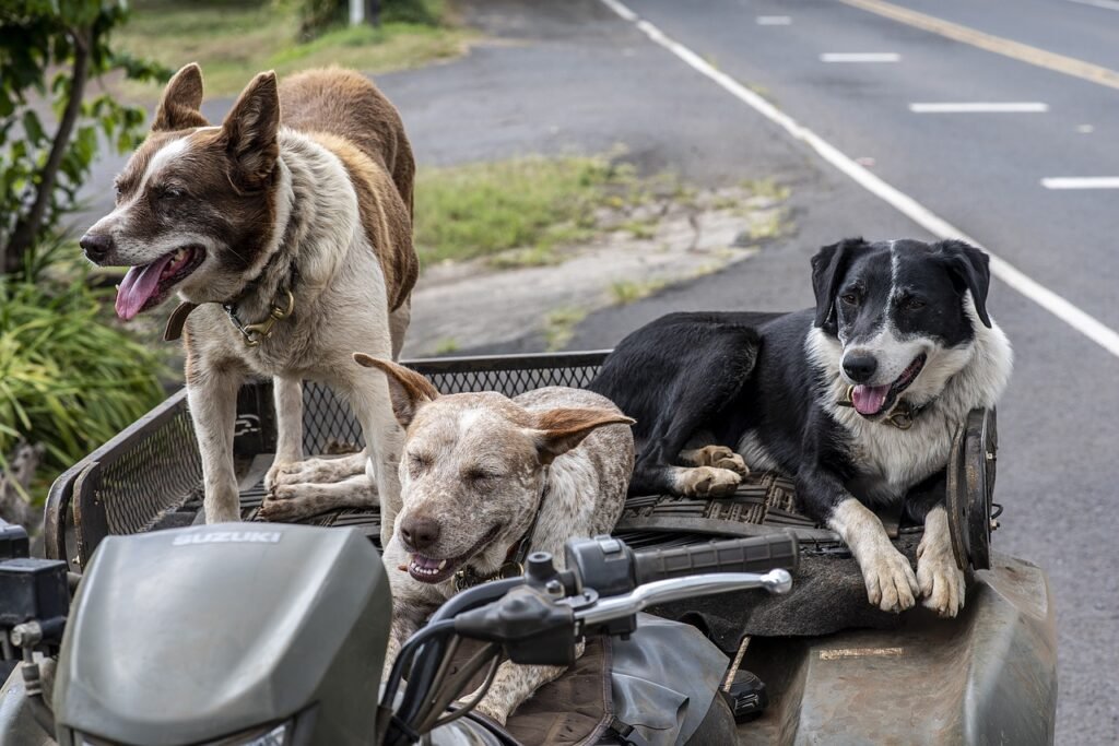 Are There Specific Breeds Of Dogs That Are More Prone To Anxiety?