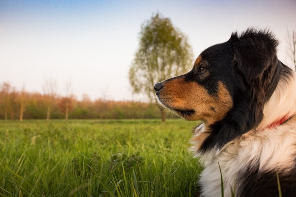 How Can I Desensitize My Dog To Triggers That Cause Anxiety?