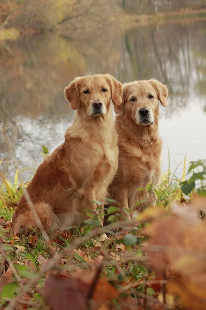 What Are Some Common Mistakes To Avoid When Trying To Calm An Anxious Dog?