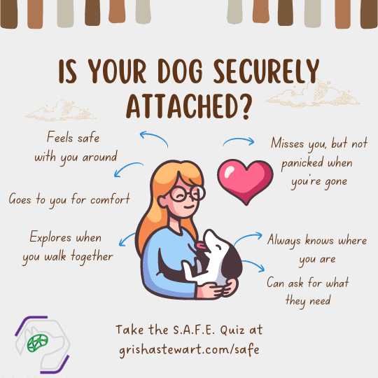 What Are Some Ways To Help My Dog Feel More Secure And Confident In Unfamiliar Situations?