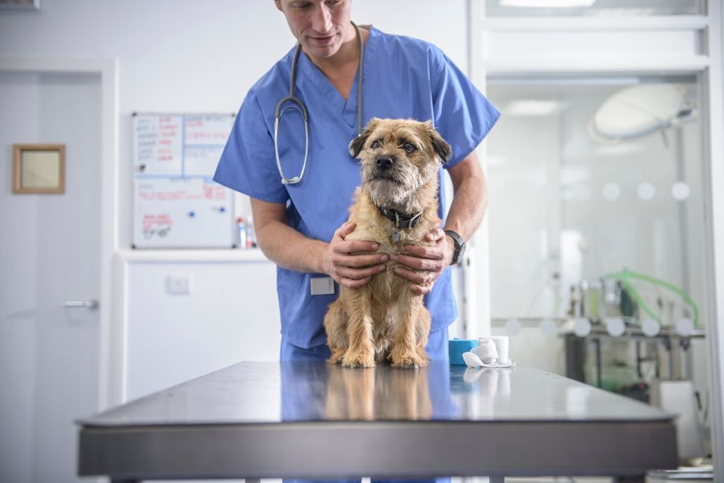 What Steps Can I Take To Help My Dog Overcome Fear Of Veterinary Visits?