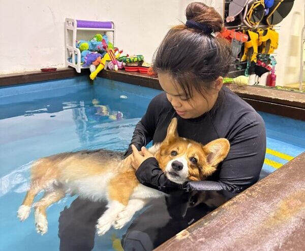 Are There Any Alternative Therapies, Such As Aromatherapy Or Hydrotherapy, That Can Benefit Anxious Dogs?